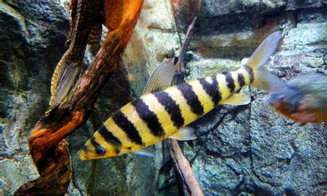 leporinus fish|Leporinus .